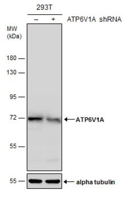 Invitrogen ATP6V1A Monoclonal Antibody (GT3846) 100 &mu;L; Unconjugated:Antibodies,