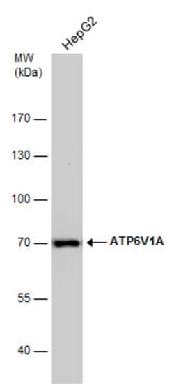 Invitrogen ATP6V1A Monoclonal Antibody (GT811) 100 &mu;L; Unconjugated:Antibodies,