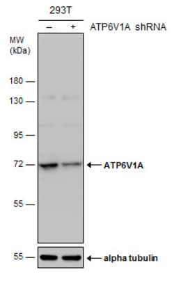 Invitrogen ATP6V1A Monoclonal Antibody (GT811) 100 &mu;L; Unconjugated:Antibodies,
