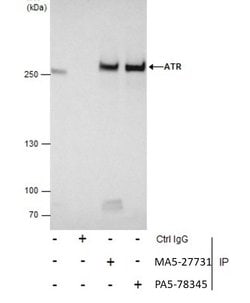 Invitrogen Phospho-ATR (Thr1989) Monoclonal Antibody (GT222) 100 &mu;L;