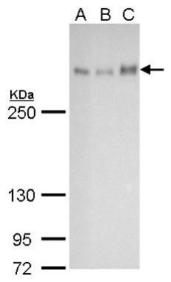 Invitrogen ATRX Monoclonal Antibody (GT4212) 100 &mu;L; Unconjugated:Antibodies,