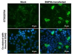 Invitrogen BMP-8B Monoclonal Antibody (GT1017) 100 &mu;L; Unconjugated:Antibodies,