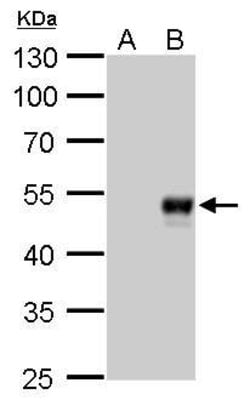 Invitrogen BMP-8B Monoclonal Antibody (GT1017) 100 &mu;L; Unconjugated:Antibodies,
