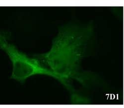 CACNB3 Monoclonal Antibody (7D1), Invitrogen 100 &mu;L; Unconjugated:Antibodies,