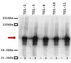 CACNB3 Monoclonal Antibody (7D1), Invitrogen 100 &mu;L; Unconjugated:Antibodies,