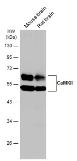 Invitrogen CaMKII delta Monoclonal Antibody (GT4811) 100 &mu;L | Buy Online | Invitrogen&trade; | Fisher Scientific