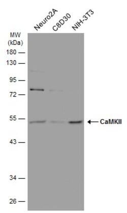 Invitrogen CaMKII delta Monoclonal Antibody (GT4811) 100 &mu;L | Buy Online | Invitrogen&trade; | Fisher Scientific