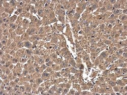 Invitrogen Cofilin Monoclonal Antibody (GT217) 100 &mu;L; Unconjugated:Antibodies,