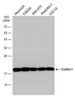 Invitrogen Cofilin Monoclonal Antibody (GT217) 100 &mu;L; Unconjugated:Antibodies,
