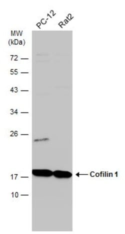 Invitrogen Cofilin Monoclonal Antibody (GT217) 100 &mu;L; Unconjugated:Antibodies,