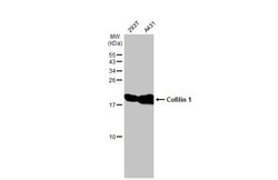 Invitrogen Cofilin Monoclonal Antibody (GT217) 100 &mu;L; Unconjugated:Antibodies,