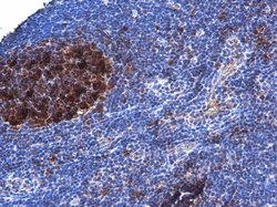 Invitrogen DCK Monoclonal Antibody (GT7710) 100 &mu;L; Unconjugated:Antibodies,