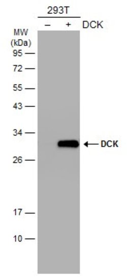 Invitrogen DCK Monoclonal Antibody (GT7710) 100 &mu;L; Unconjugated:Antibodies,