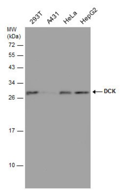 Invitrogen DCK Monoclonal Antibody (GT7710) 100 &mu;L; Unconjugated:Antibodies,