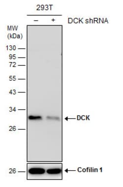 Invitrogen DCK Monoclonal Antibody (GT7710) 100 &mu;L; Unconjugated:Antibodies,