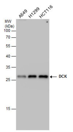 Invitrogen DCK Monoclonal Antibody (GT7710) 100 &mu;L; Unconjugated:Antibodies,