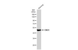 Invitrogen ENO1 Monoclonal Antibody (GT2217) 100 &mu;L; Unconjugated:Antibodies,