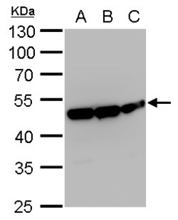 Invitrogen ENO1 Monoclonal Antibody (GT2217) 100 &mu;L; Unconjugated:Antibodies,