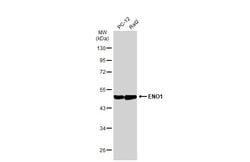Invitrogen ENO1 Monoclonal Antibody (GT2217) 100 &mu;L; Unconjugated:Antibodies,