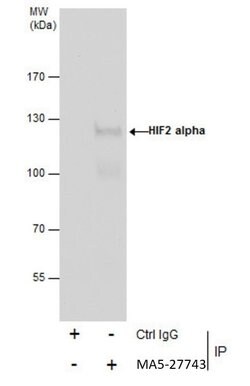 Invitrogen HIF-2 alpha Monoclonal Antibody (GT125) 100 &mu;L | Buy Online | Invitrogen&trade; | Fisher Scientific