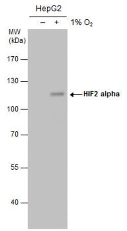 Invitrogen HIF-2 alpha Monoclonal Antibody (GT125) 100 &mu;L | Buy Online | Invitrogen&trade; | Fisher Scientific