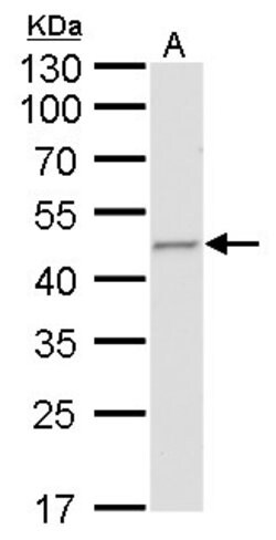 Invitrogen Fumarase Monoclonal Antibody (GT548) 100 &mu;L; Unconjugated:Antibodies,