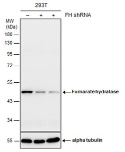 Invitrogen Fumarase Monoclonal Antibody (GT548) 100 &mu;L; Unconjugated:Antibodies,
