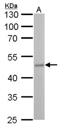 Invitrogen Fumarase Monoclonal Antibody (GT548) 100 &mu;L; Unconjugated:Antibodies,
