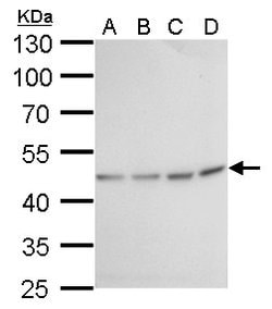 Invitrogen Fumarase Monoclonal Antibody (GT7612) 100 &mu;L; Unconjugated:Antibodies,