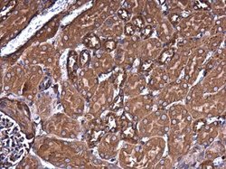 Invitrogen Filamin B Monoclonal Antibody (GT1372) 100 &mu;L; Unconjugated:Antibodies,