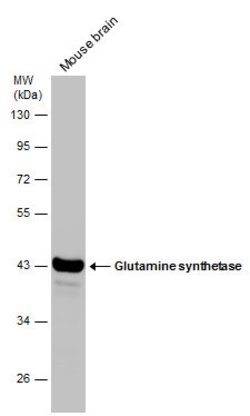 Invitrogen Glutamine Synthetase Monoclonal Antibody (GT1055) 100 &mu;L;