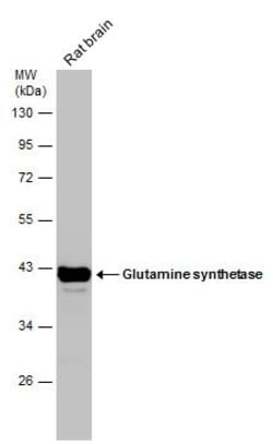 Invitrogen Glutamine Synthetase Monoclonal Antibody (GT1055) 100 &mu;L;