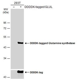 Invitrogen Glutamine Synthetase Monoclonal Antibody (GT1055) 100 &mu;L;