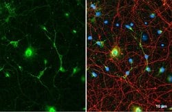 Invitrogen Glutamine Synthetase Monoclonal Antibody (GT7711) 100 &mu;L;