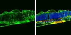 Invitrogen Glutamine Synthetase Monoclonal Antibody (GT7711) 100 &mu;L;