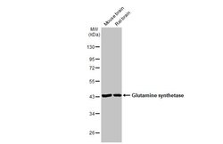 Invitrogen Glutamine Synthetase Monoclonal Antibody (GT7711) 100 &mu;L;