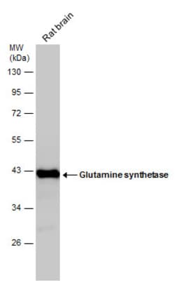 Invitrogen Glutamine Synthetase Monoclonal Antibody (GT7711) 100 &mu;L;