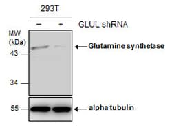 Invitrogen Glutamine Synthetase Monoclonal Antibody (GT7711) 100 &mu;L;