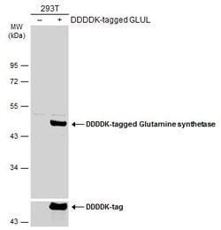Invitrogen Glutamine Synthetase Monoclonal Antibody (GT7711) 100 &mu;L;
