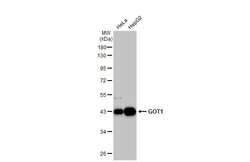 Invitrogen GOT1 Monoclonal Antibody (GT1255) 100 &mu;L; Unconjugated:Antibodies,