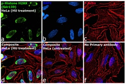 Invitrogen Phospho-Histone H2A.X (Ser139) Monoclonal Antibody (GT2311)