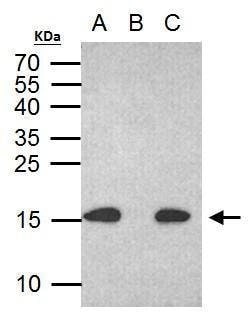 Invitrogen Phospho-Histone H2A.X (Ser139) Monoclonal Antibody (GT2311)