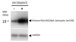 Invitrogen Phospho-Histone H2A.X (Ser139) Monoclonal Antibody (GT2311)