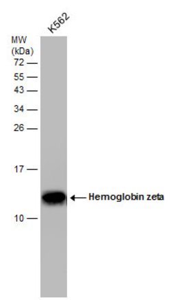 Invitrogen HBZ Monoclonal Antibody (GT1544) 100 &mu;L | Buy Online | Invitrogen&trade; | Fisher Scientific