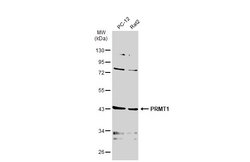Invitrogen PRMT1 Monoclonal Antibody (GT779) 100 &mu;L | Buy Online | Invitrogen&trade; | Fisher Scientific