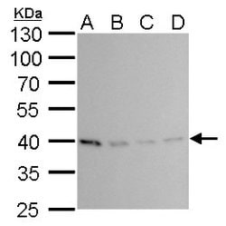 Invitrogen PRMT1 Monoclonal Antibody (GT779) 100 &mu;L | Buy Online | Invitrogen&trade; | Fisher Scientific