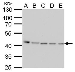 Invitrogen PRMT1 Monoclonal Antibody (GT779) 100 &mu;L | Buy Online | Invitrogen&trade; | Fisher Scientific