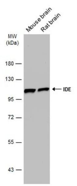 Invitrogen IDE Monoclonal Antibody (GT286) 100 &mu;L; Unconjugated:Antibodies,