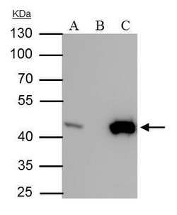 Invitrogen IDH1 Monoclonal Antibody (GT1521) 100 &mu;L; Unconjugated:Antibodies,