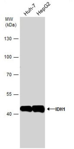 Invitrogen IDH1 Monoclonal Antibody (GT1521) 100 &mu;L; Unconjugated:Antibodies,